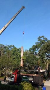 Winter Haven Tree Removal