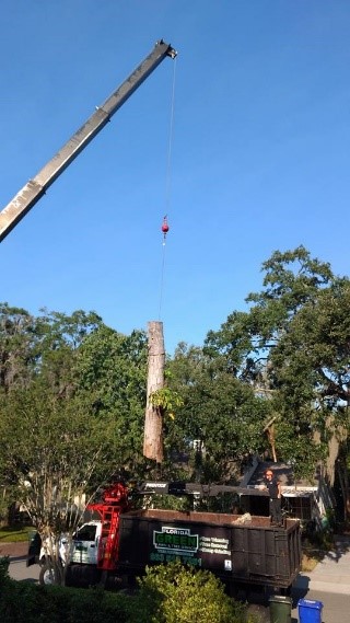Winter Haven Tree Removal